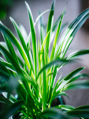 spider plant for indoor air quality