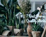 Home Air Quality plants To Improve Home Pollution
