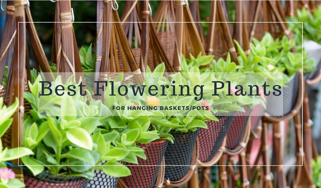 Best Flowering Plants for basket