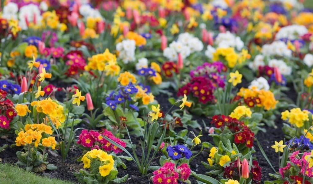 add instant color with bedding plants