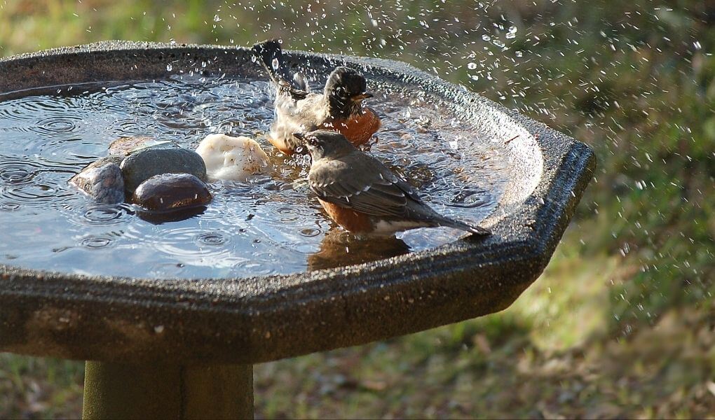 make a bird bath